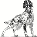 ROYAL CANIN Hypoallergenic Dog 12 x 400g Tins