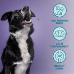 Burns Pet Nutrition Hypoallergenic Complete Dry Dog Food Adult and Senior Dog Alert Chicken and Brown Rice 12 kg