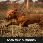 Skinner’s Field & Trial Grain Free Chicken & Sweet Potato – Complete Dry Adult Dog Food, For Dogs with Intolerance to Grains, 15kg