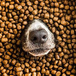 Pooch & Mutt - Complete Dry Dog Food - Health & Digestion - Salmon & Sweet Potato, 10kg